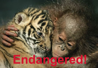 Tiger Cub & Friend