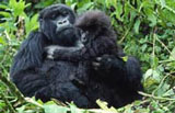Mountain Gorilla
