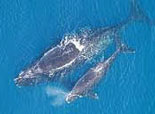 Northern Right Whale