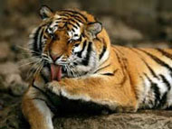 Siberian Tiger